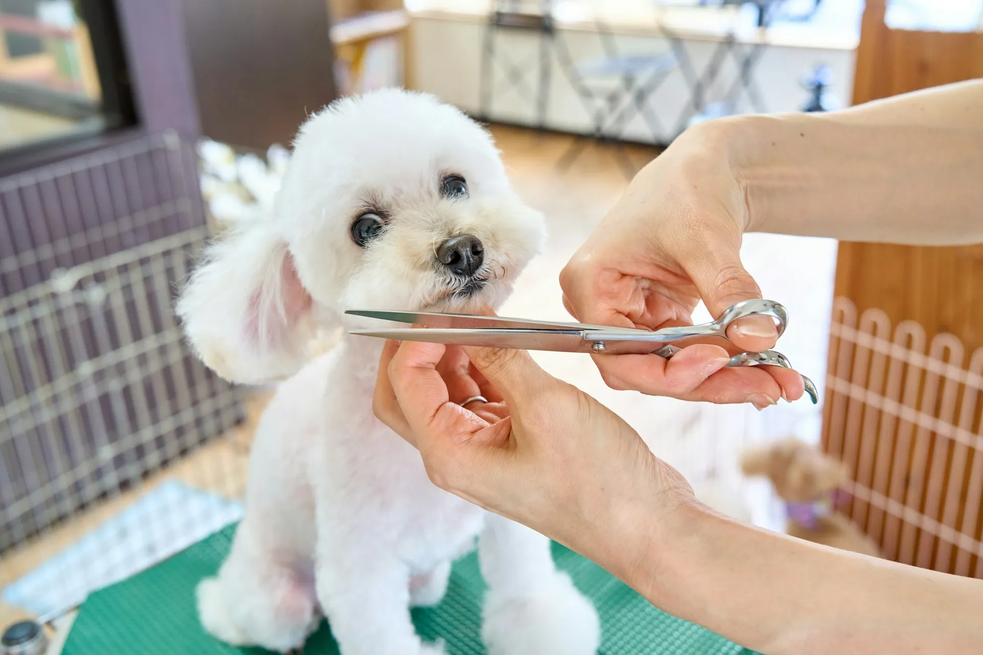 A groomer trimming a small white dog with scissors